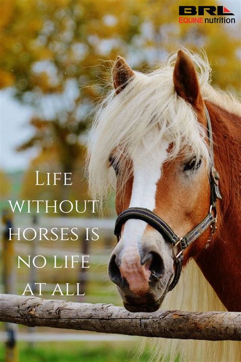 horse phrases catchy|Horse Quotes: Inspirational and Funny Sayings about Horses.